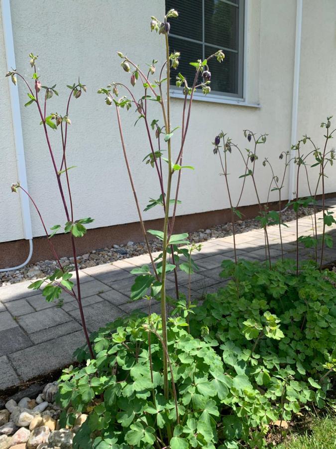 Studiový V Zahradě Apartamento Police nad Metují